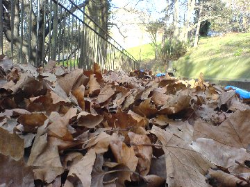 leaves in the park