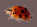 lady bug lady bug fly away home, your house is on fire and your children are alone . . . 